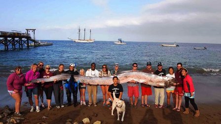 Giant oarfish that was found off Catalina Island in October 2013